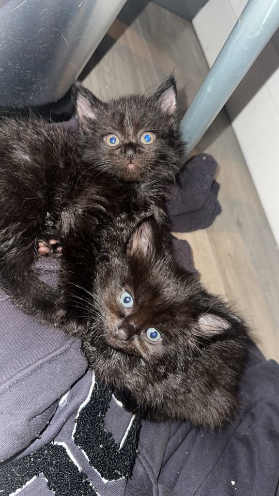 Fluffy kittens 