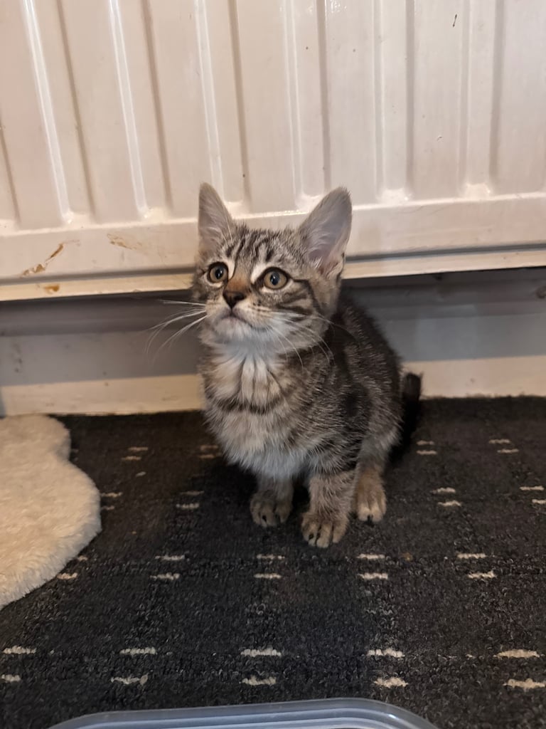 image for Kitten 