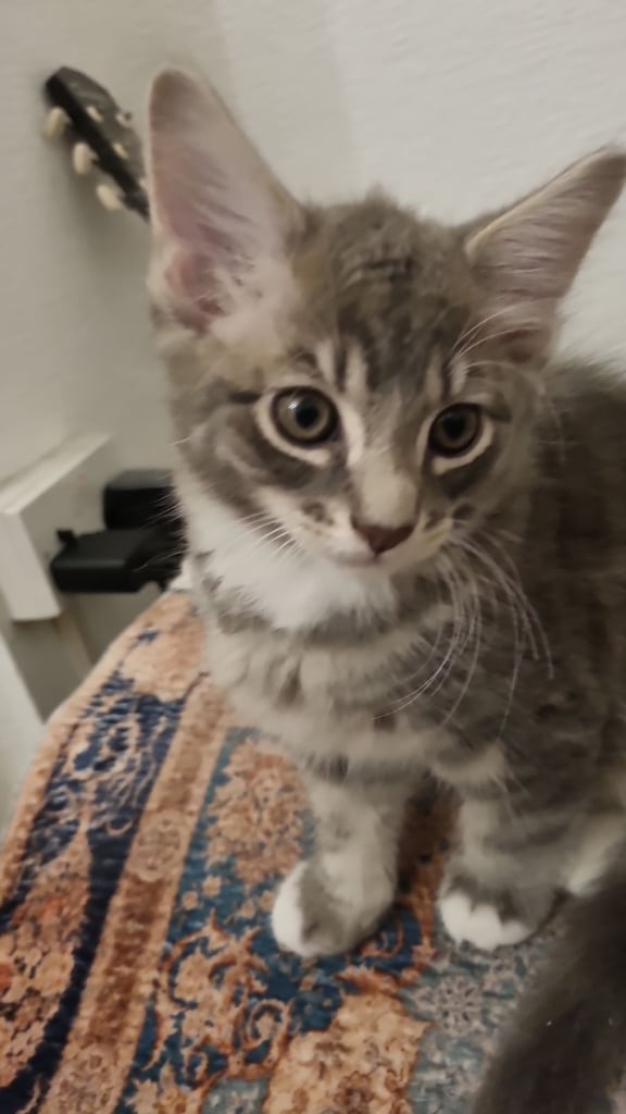 11 weeks old kittens