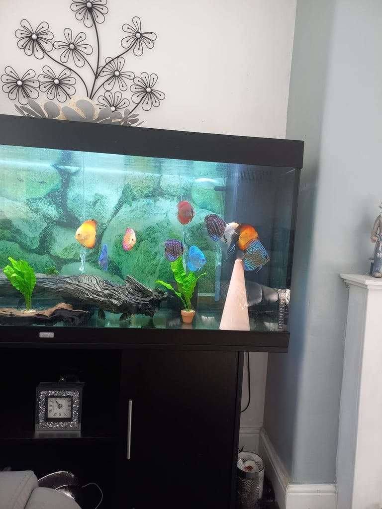 5ft juwel full set up