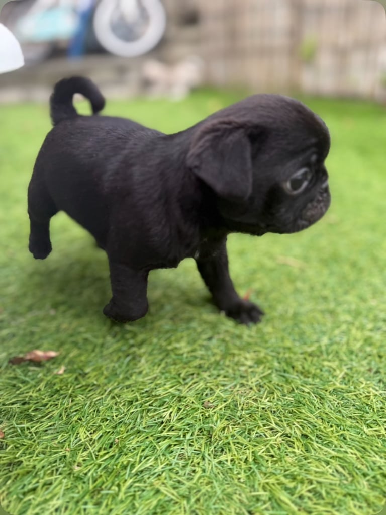pug puppies!