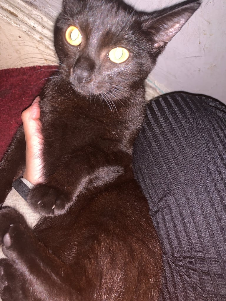 Kittens for sale