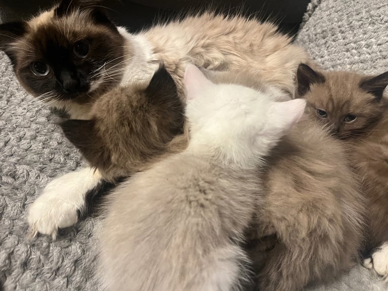 Snowshoe X Birman kittens for sale 
