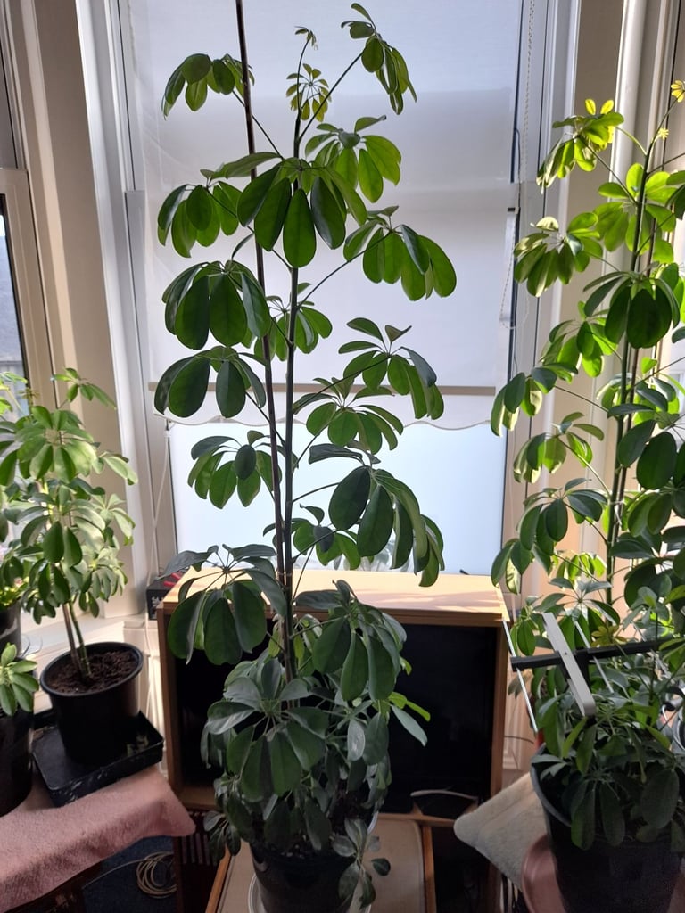 Umbrella Tree Schefflera House Plant 6 Foot/1.8metres Tall