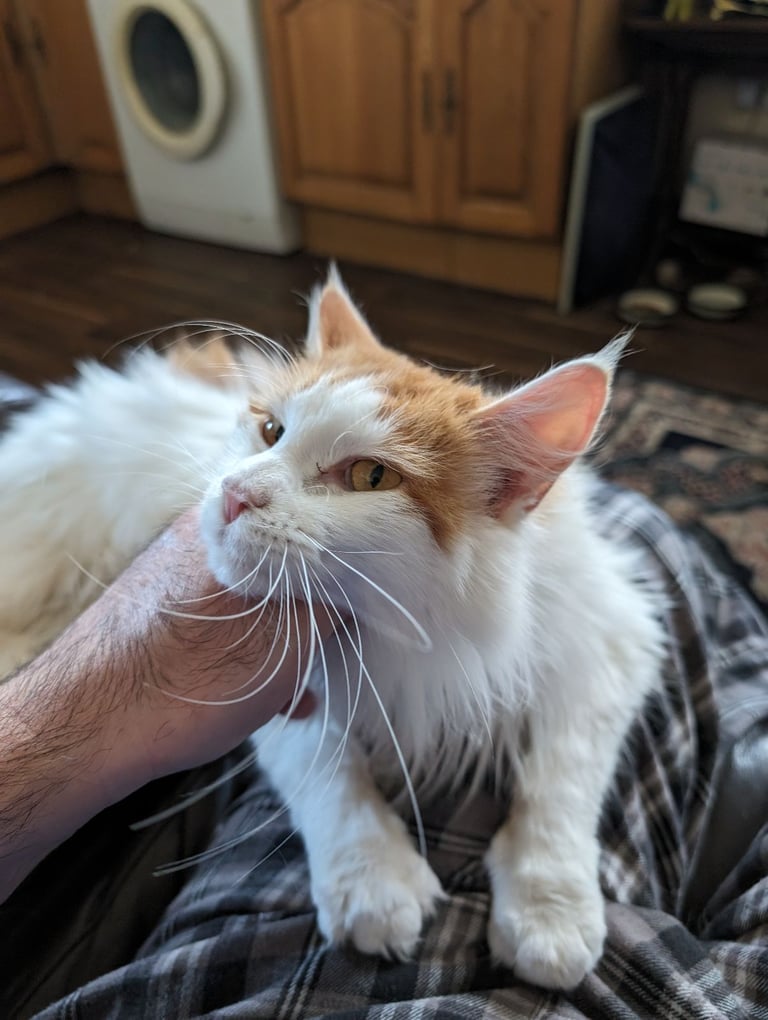 Maine Coon female cat