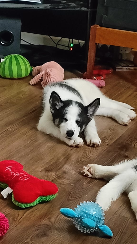 Samusky puppy female
