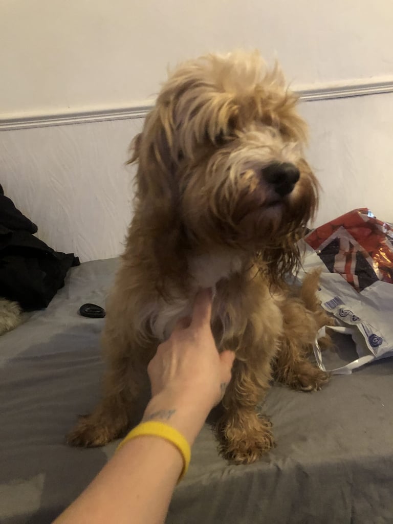 Lost dog max 