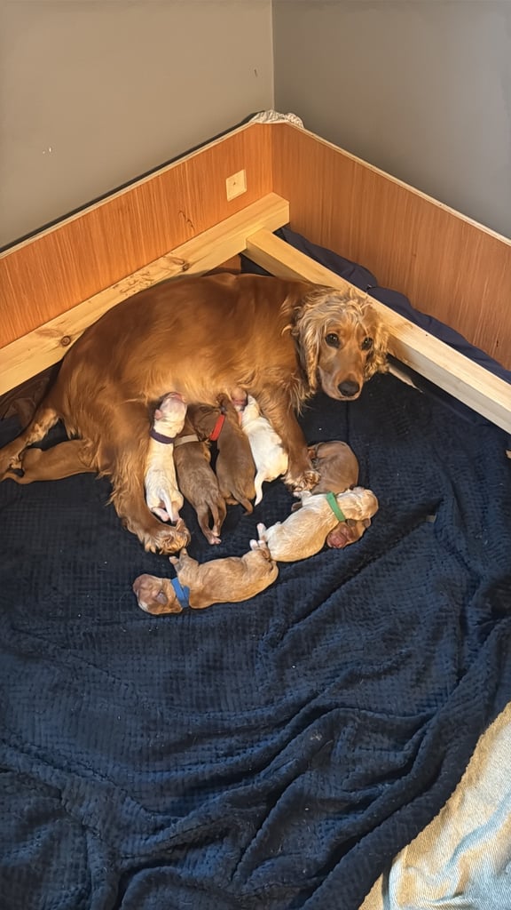 Adorable F1 Cockapoo Puppies Ready Soon! 🐶