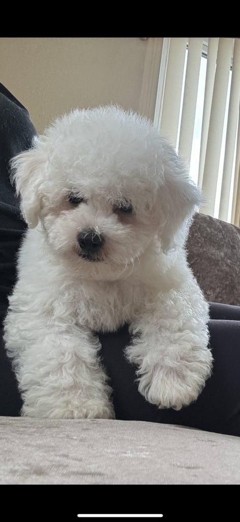 Bichon Frise puppies 