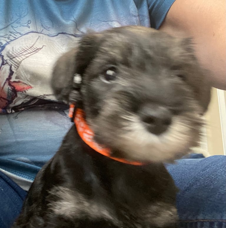 image for Miniature Schnauzer Puppies 