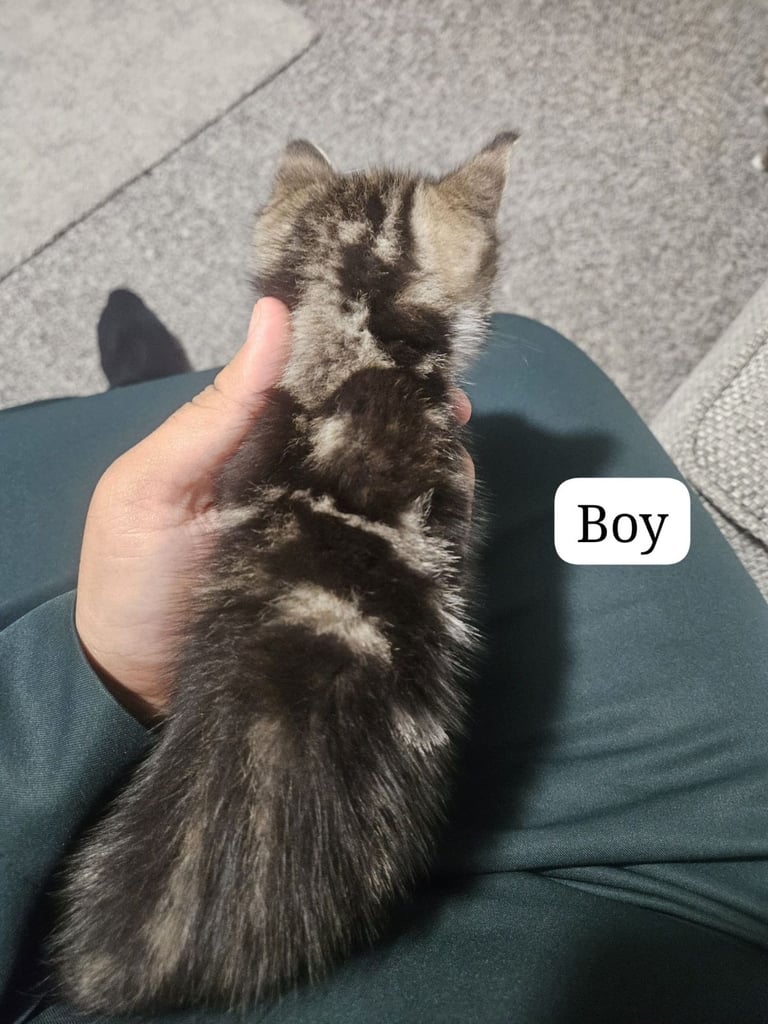 3 × kittens - deflead - litter trained