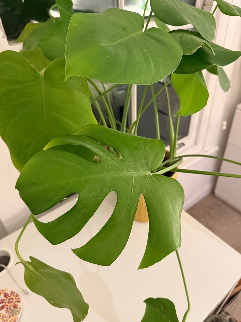 Monstera plant (without planter)