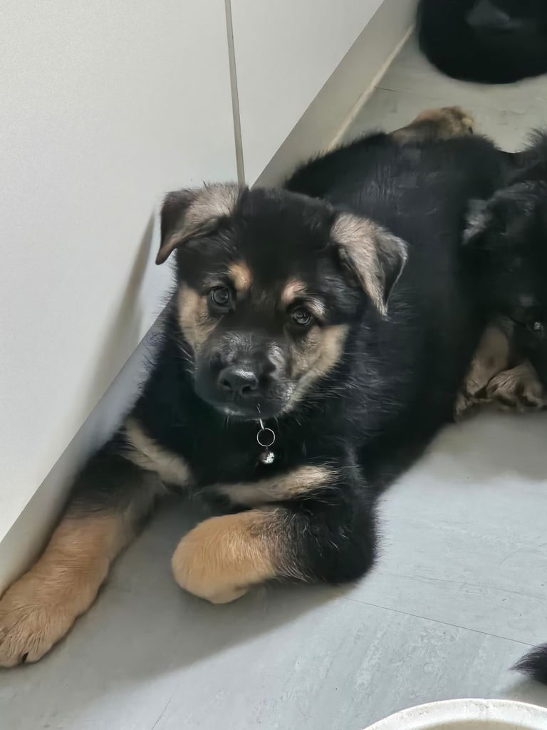 German Shepherds Boy