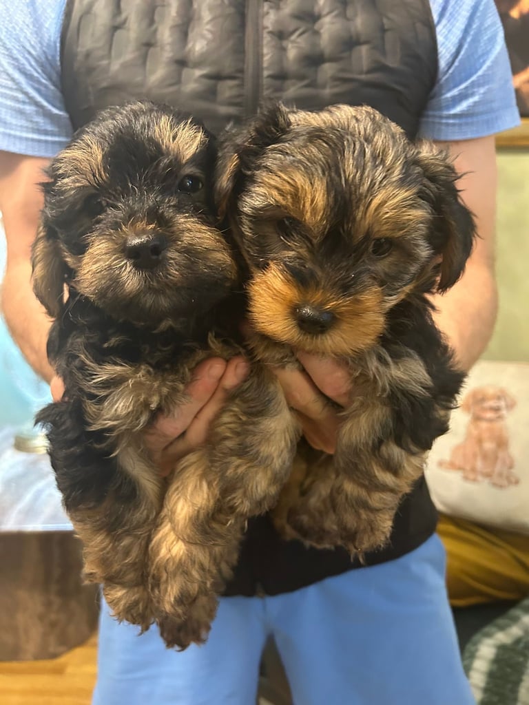 Yorkiepoo Puppies 
