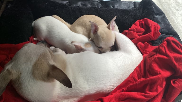 Pedigree Chihuahua puppies 