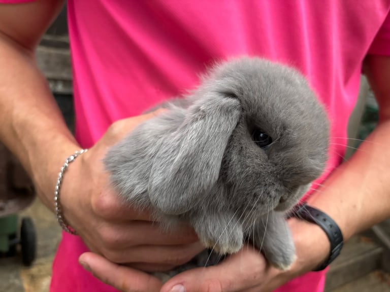 Friendly Pure Bred Mini Lops Ready Now!!
