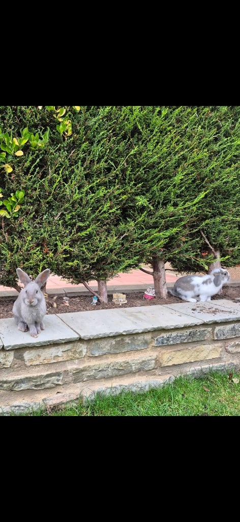 ​Pair of Adorable 14-Week-Old Rabbits with Luxury Hatched® Noah's Ark Hutch - Full Set-Up!