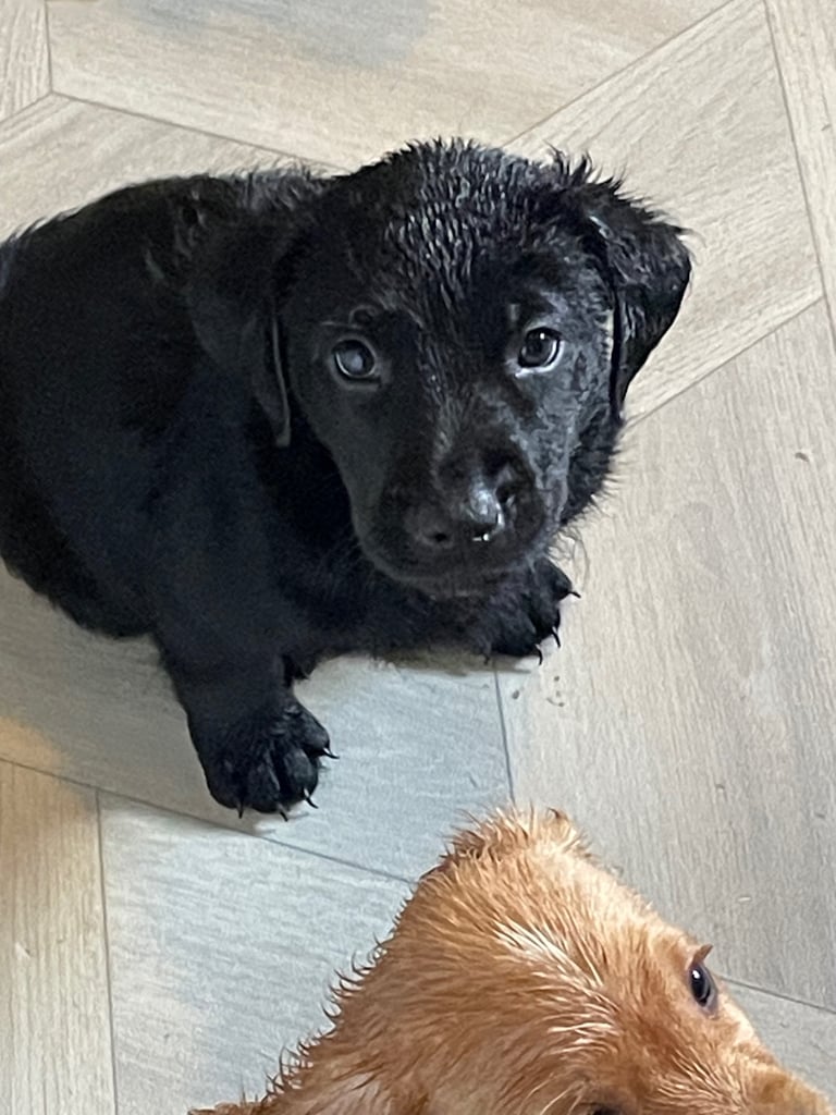 Labrador puppies last girl 