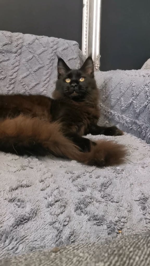 Maine Coon Boy 