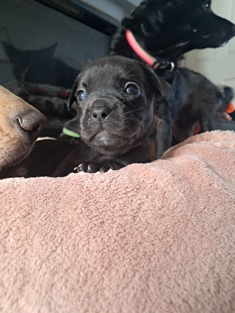 Frenchbulldog cross puppies 5 left 