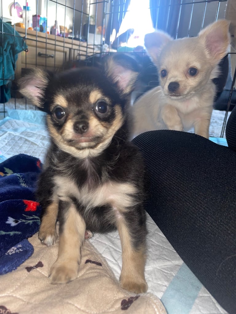 🐾Chihuahua puppies🐾2boys💙💙1girl💜