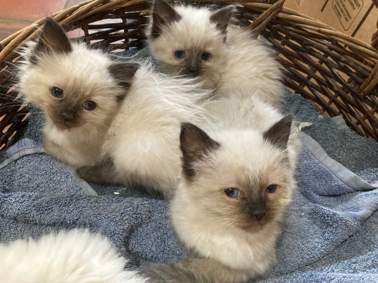 Ragdoll Kittens 
