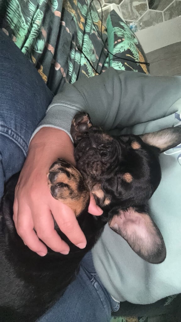 Black tan French bulldog