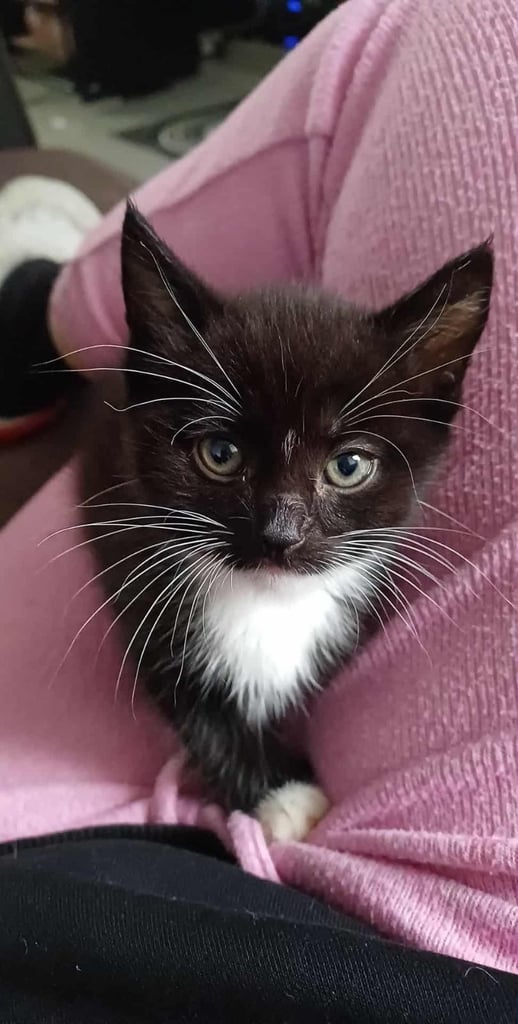 8 week old male kitten ready to go to their new home 