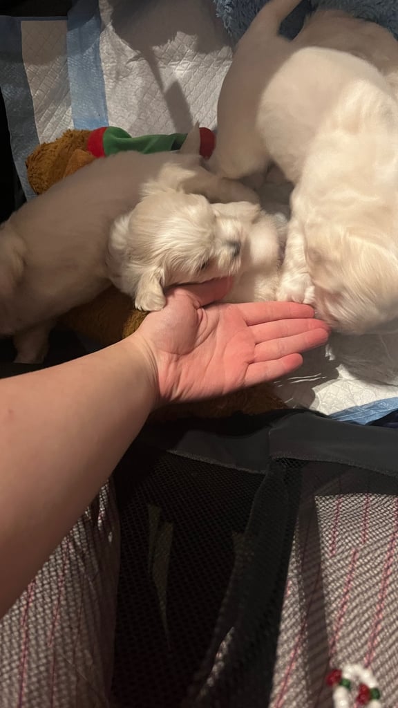 Maltese puppies for rehoming 