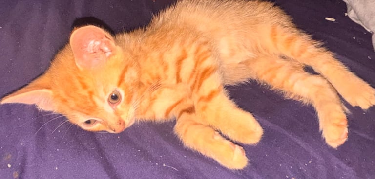 1x Garfield ! Ginger tabby Persians & black tabby Persian available now 
