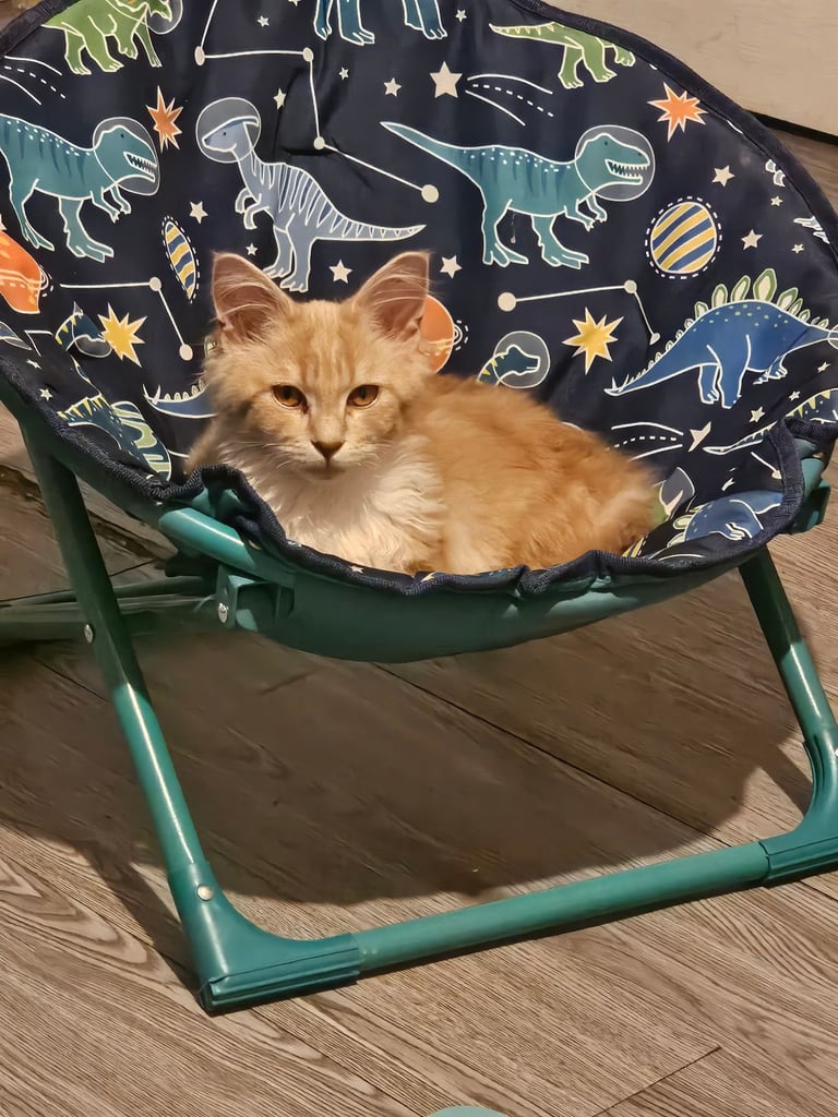 Female main coon for sale