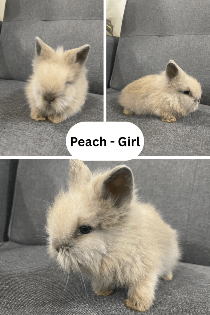Adorable Lionhead Bunnies