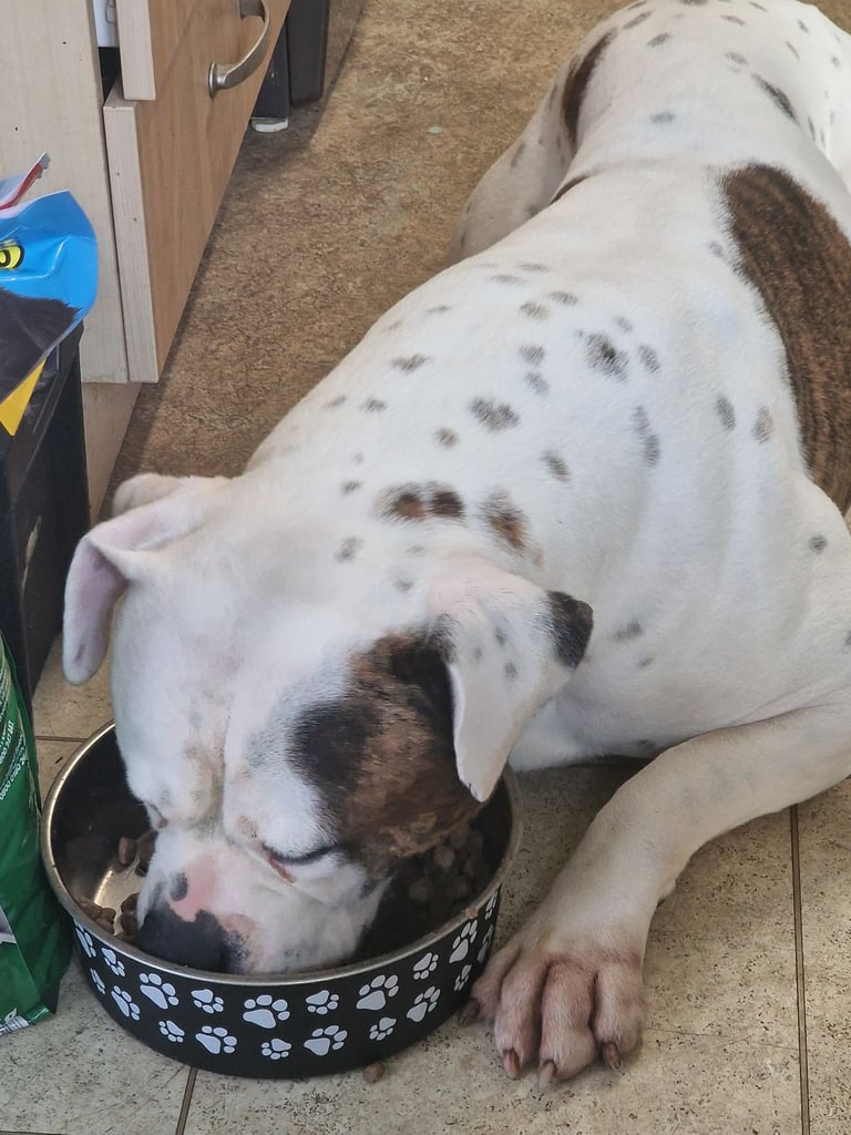 Male American Bulldog 
