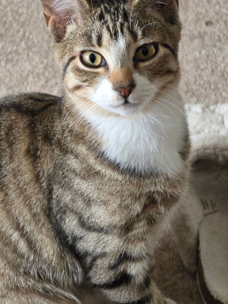 Gorgeous Tabby & Tuxedo Kittens (6 months)