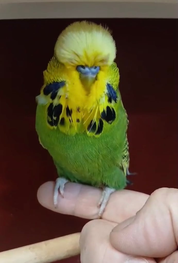 image for Stunning Rare Tame Male Exhibition Budgie