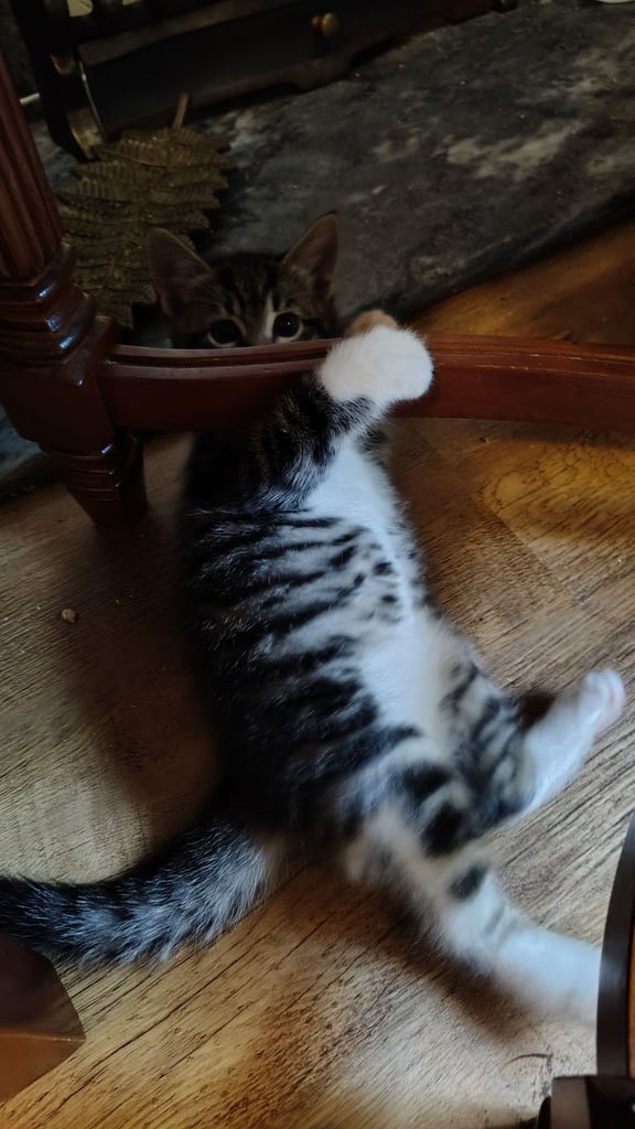 3 kittens ready to go home - All reserved