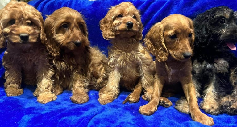 Cockapoo puppy's 