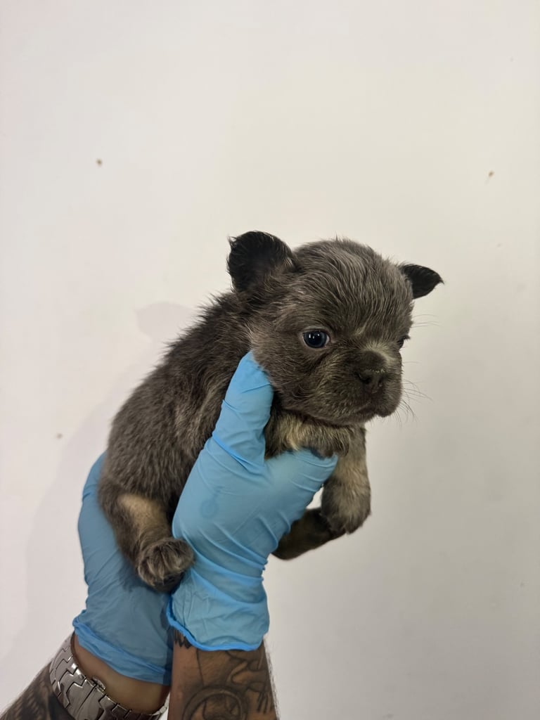 Fluffy/fluffy carrier French bulldogs 