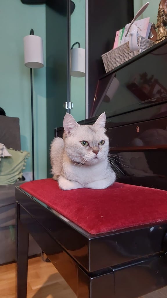 Silver white BSH female 