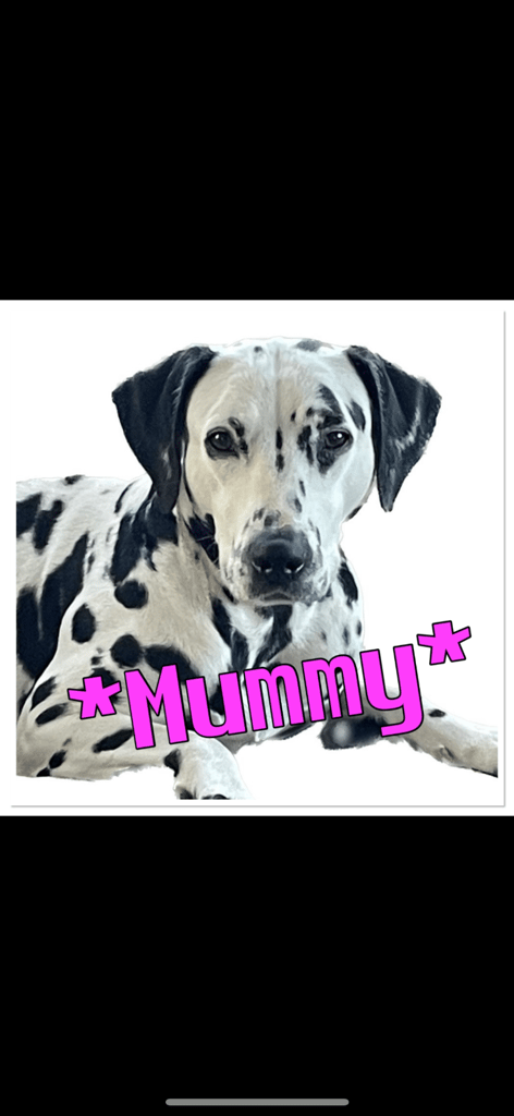 Stunning Dalmatian puppies KC reg show winners 