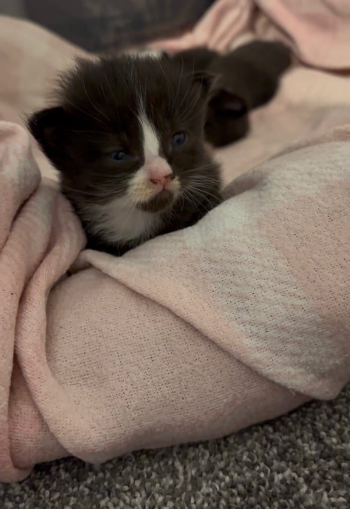 Kittens 