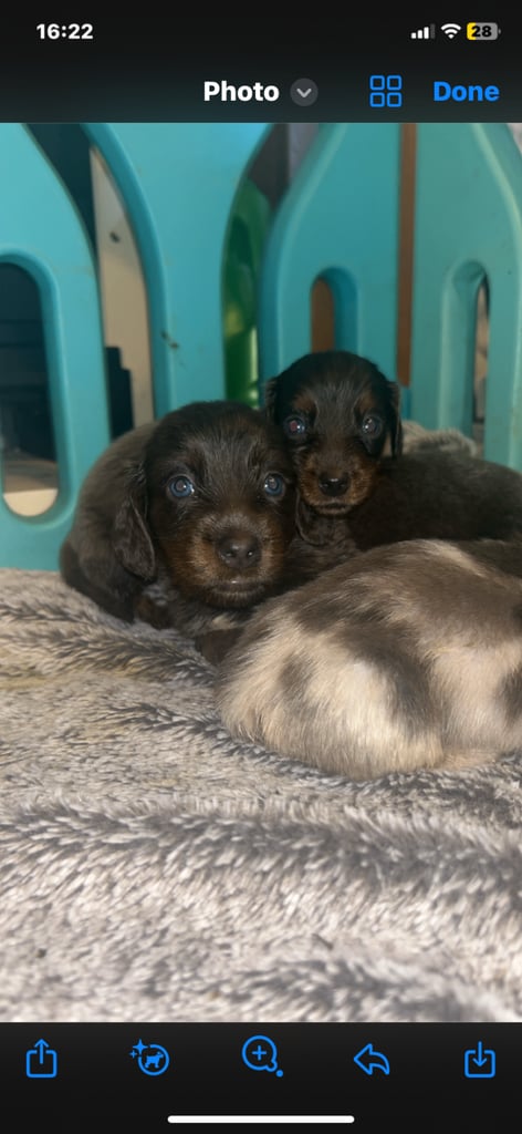 Dachshund puppies for sale 