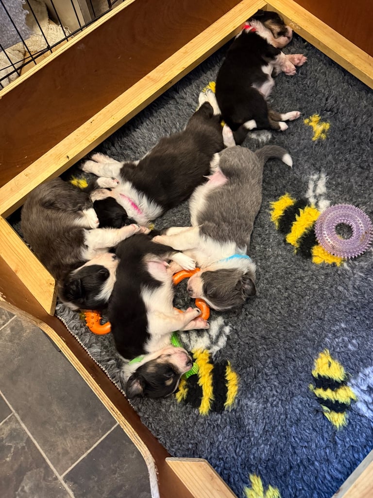 Collie puppies 