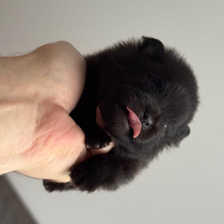 Fluffy and adorable Pomeranian puppies