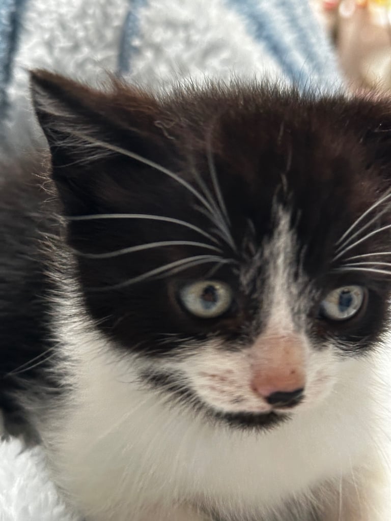 Beautiful Domestic Cats – Mum, Dad & 3 Adorable Kittens (2 Boys, 1 Girl)