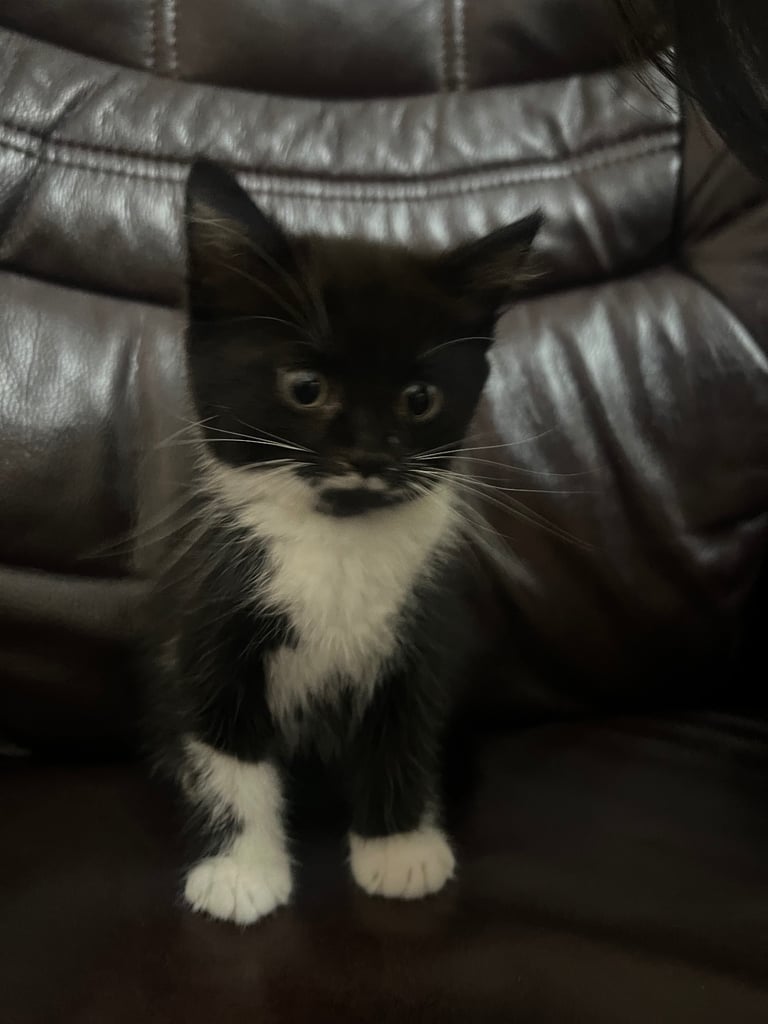 Trained and healthy kittens 