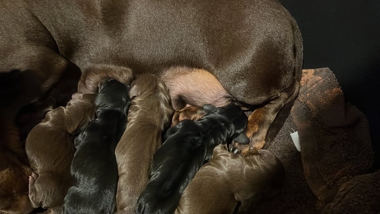 Beautiful Dachshund Male Puppies 🤎🍫 