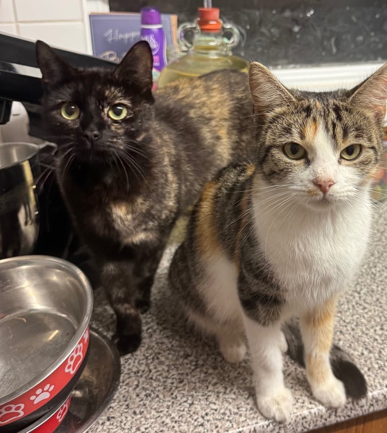 2 Female sister cats for re homing 