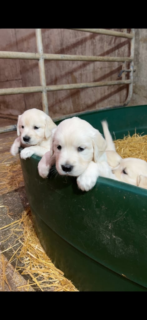image for Purebred KC registered golden retrievers