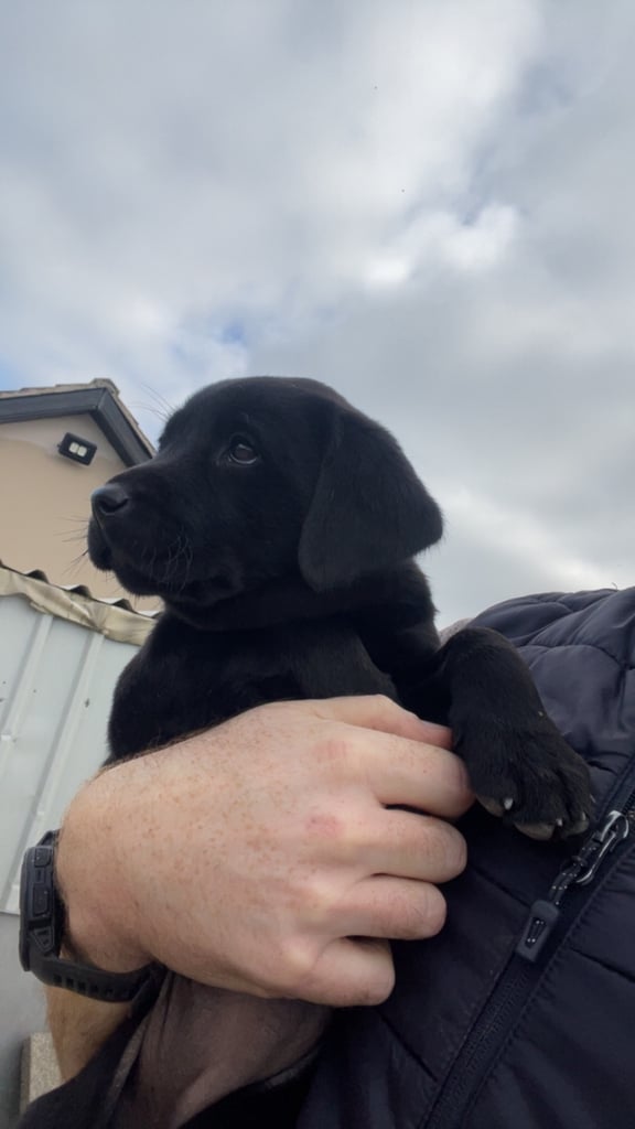 Just 3 females cracking pups left 